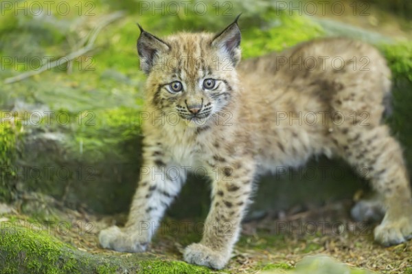 Eurasian lynx (Lynx lynx) youngster (cub) walking on rocks in a forest, Bavaria, Germany