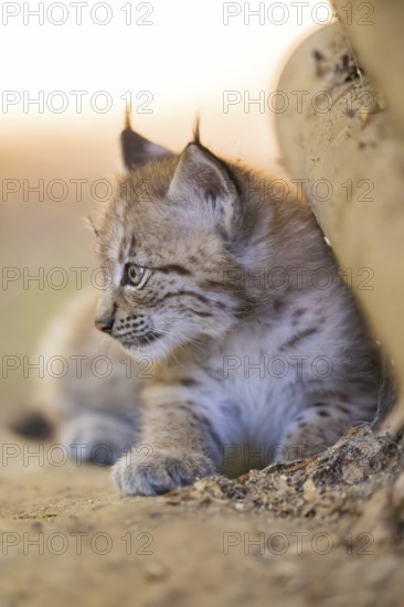 Eurasian lynx (Lynx lynx) youngster (cub) lying in a forest, Bavaria, Germany