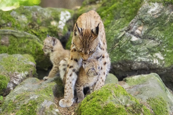 Eurasian lynx (Lynx lynx) mother with her youngsters (cubs) sitting on a rock in a forest, Bavaria,