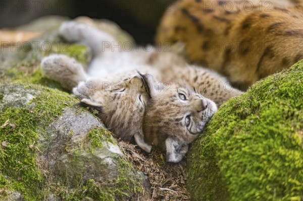 Eurasian lynx (Lynx lynx) youngsters (cubs) lying on a rock in a forest, Bavaria, Germany