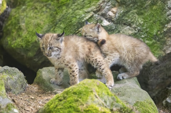 Eurasian lynx (Lynx lynx) mother with her youngsters (cubs) playing between rocks with each other