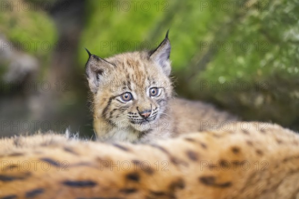 Eurasian lynx (Lynx lynx) youngster (cubs) behind the fur of its mother in a forest, Bavaria,