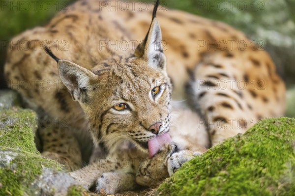 Eurasian lynx (Lynx lynx) mother with her youngster (cub) lying on a rock in a forest, Bavaria,