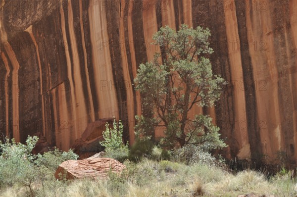 Single tree in front of a shady, black and red striped rock wall in the desert, Capitol Reef