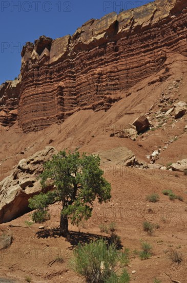 Single tree in front of dramatic, layered red rocks in desert-like landscape, Capitol Reef National