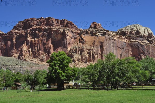 Red rock formations with green meadow and trees under clear blue sky, Fruita, Capitol Reef National