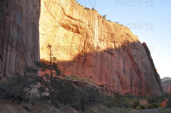 Majestic rock wall illuminated by sunlight, trees in foreground, warm atmosphere, Capitol Reef