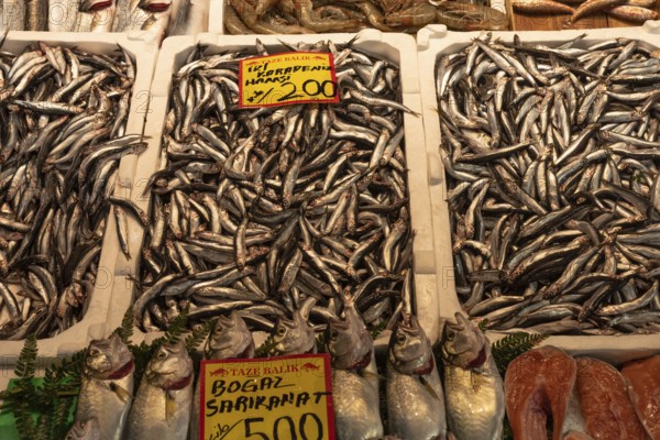 Fresh Turkish Hamsi on display in a Istanbul fish market, Hamsi is a type of anchovy caught in the