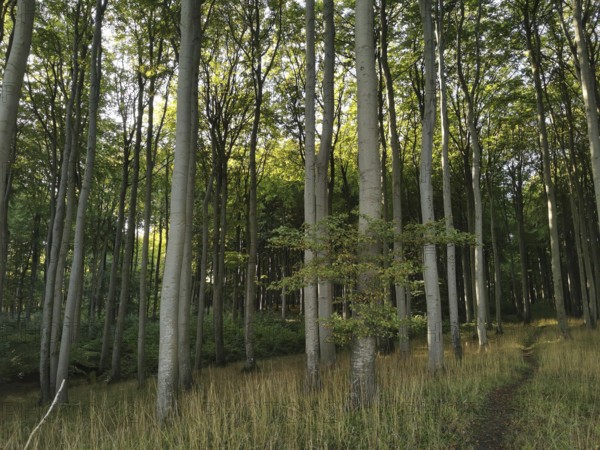 Tall trees in the forest with sunlight penetrating through the canopy, Jasmund National Park,
