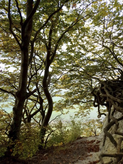 Trees on the edge of the forest with complex roots, light shade, Jasmund National Park, Rügen,