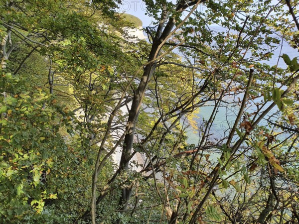 View of the coast through canopy, sea visible, cliffs visible, Jasmund National Park, Rügen, Baltic