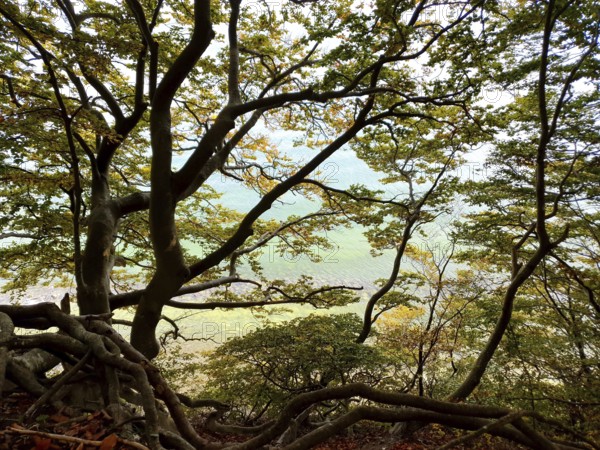 Dense network of trees with translucent light, autumn atmosphere, sea visible in the background,