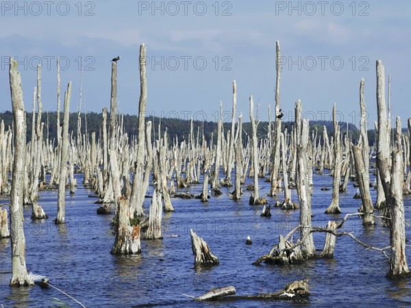 Dead tree stumps with 2 Comorants (Phalacrocoracidae) sticking out of a lake under a blue sky,