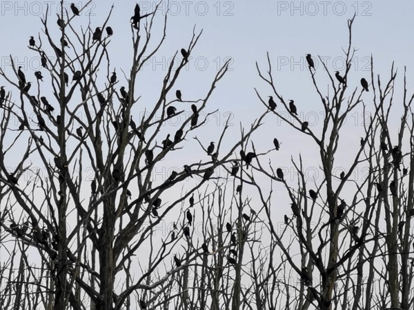 Bird silhouettes, cormorants (Phalacrocoracidae) on bare tree branches in front of a slightly blue