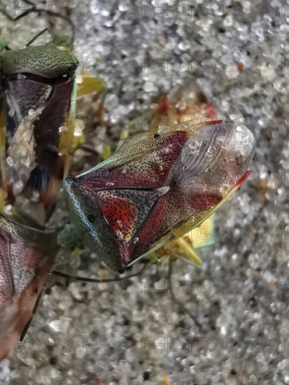Colourful shield bugs (elasmostethus interstinctus) in close-up on a stony ground with detailed