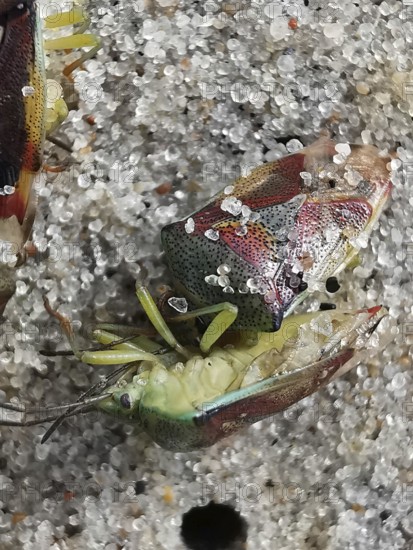 Two colourful shield bugs (elasmostethus interstinctus) in close-up on a stony ground with detailed