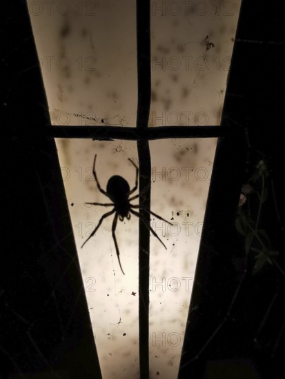 Silhouette of a spider (araneae) in front of an illuminated surface in the dark, Franconian Forest
