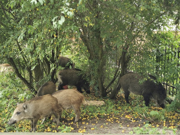 A herd of wild boar (sus scrofa) forages for food under dense trees and discovered ground, fresh