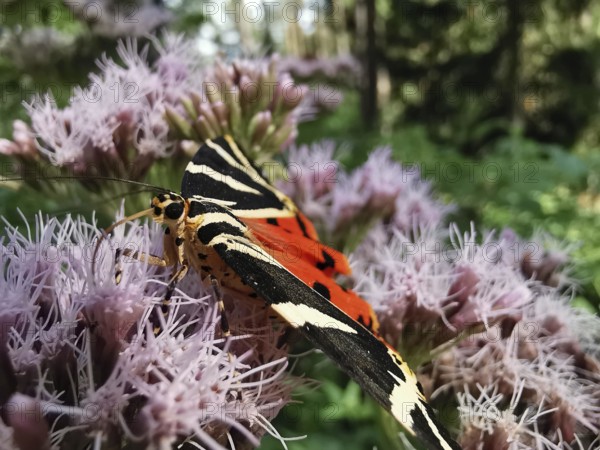 A Jersey tiger (euplagia quadripunctaria) in close-up on a flowering plant in the forest,