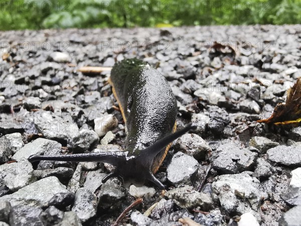 Close-up of a Black slug (Arion ater) crawling over wet asphalt, Franconian Forest nature park Park