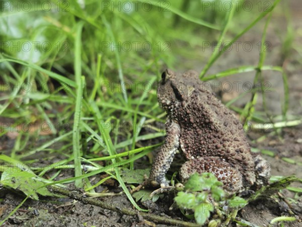 A brown common toad (bufo bufo) sits on the ground surrounded by grass in the forest, Franconian