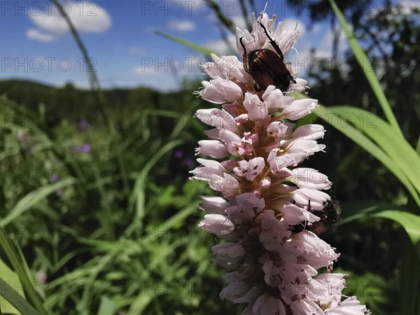 Pink flowers of the meadow knotweed (bistorta officinalis) with a beetle on it, surrounded by green