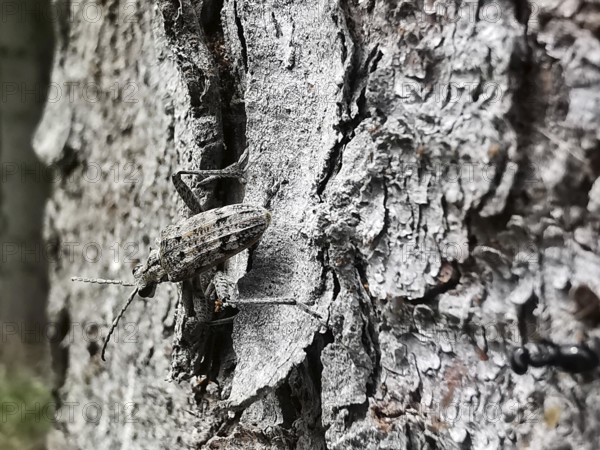 A well-camouflaged shotbuck (Rhagium inquisitor) moves over the rough structure of a tree bark in