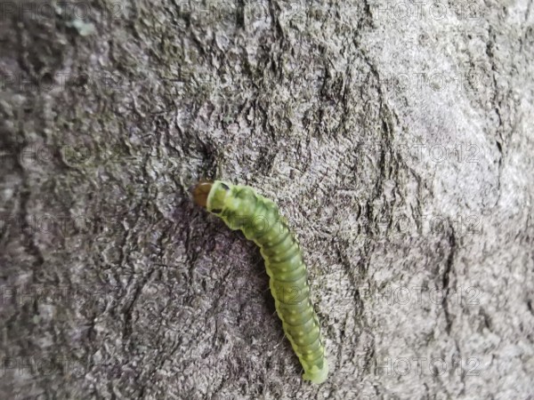 A green caterpillar (eruca) crawls over the rough surface of a tree bark, Berlin