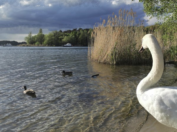 A swan (cygnus) watching ducks (anates) on the shore of a lake next to reeds under a cloudy sky,