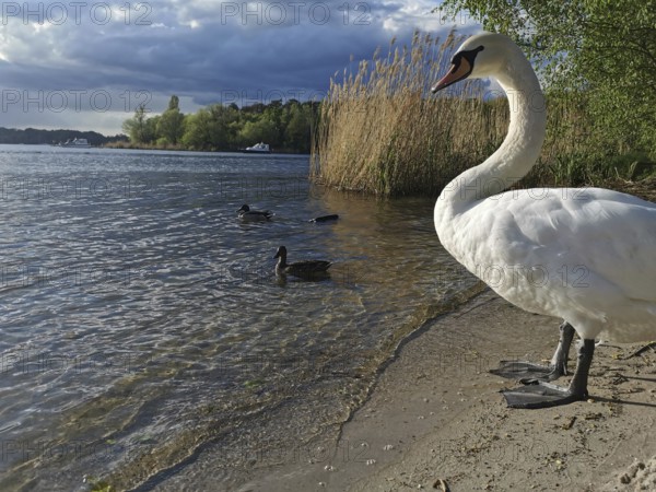 A swan (Cygnus) stands on the shore of a lake next to ducks (anates) and reeds under a cloudy sky,