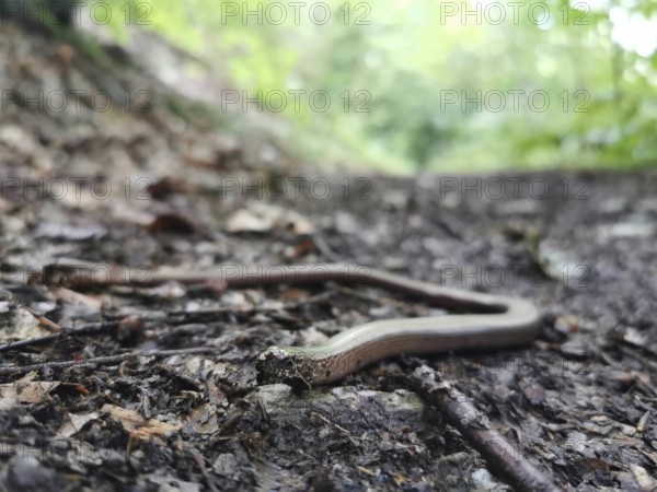 A slow worm (anguis fragilis) lies stretched out on a forest path, Franconian Forest nature park