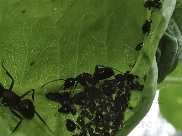Close-up of ants (formicidae) and black aphids (aphidoidea) crawling on a green leaf, Franconian