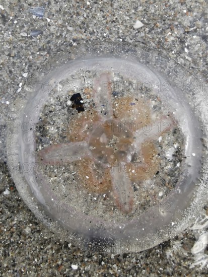 Jellyfish (medusae) with visible entrails on the beach on sand, surrounded by small shells and