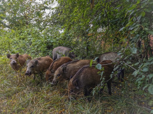 A group of wild boar (sus scrofa) forages for food in the dense grass of a wooded area, fresh spit,