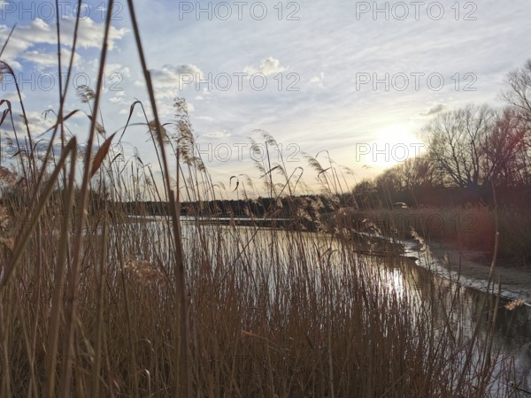 Reeds on the lakeside in sunshine, quiet winter atmosphere, Berlin