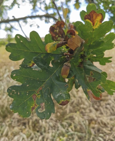 Close-up of oak leaves (quercus) and acorns, autumnal colours visible, Baltic Sea