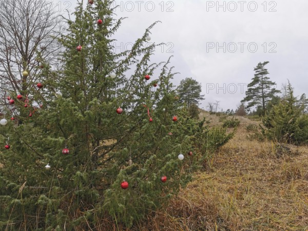 Outdoor Christmas tree red glass balls as decoration in a wintry, grassy glade, hiking in the
