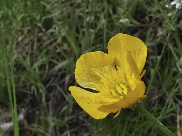 Yellow buttercup (ranunculus acris) in close-up, surrounded by blurred green grass, Franconian