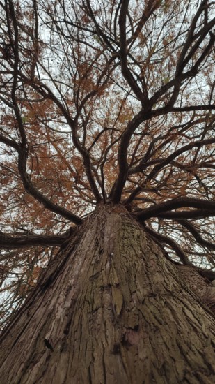 Dramatic view of a large tree with branching branches with close-up of the tree bark, view of the