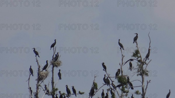 Flock of Comorants (Phalacrocoracidae) on branches, some with nests, against a clear sky, Bad