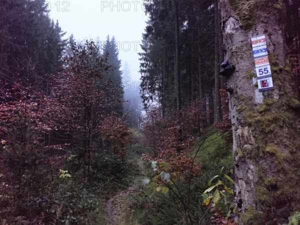 Picturesque, foggy forest trail with colorful autumn leaves and silence, signpost on a tree, hiking