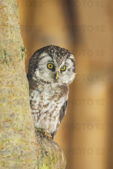 Boreal owl (Aegolius funereus) sitting on a branch, Bavaria, Germany