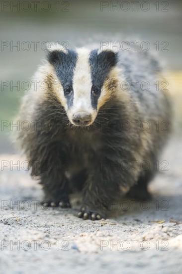 European badger (Meles meles) walking on the ground, Bavaria, Germany