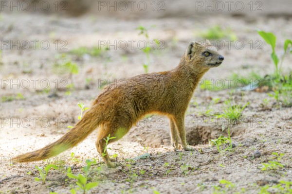 Yellow Mongoose or red meerkat (Cynictis penicillata) standing on the ground, Germany