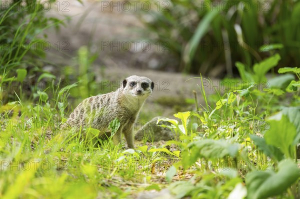 Meerkat (Suricata suricatta) sitting on the ground in the grass, captive, Germany