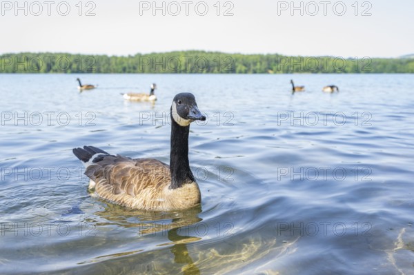 Canada goose (Branta canadensis) swimming on a lake, Bavaria, Germany