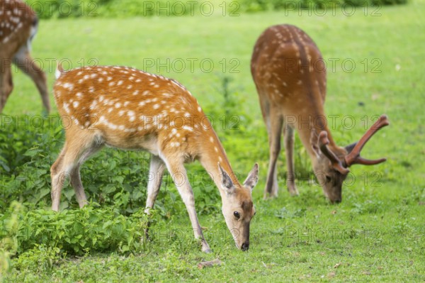 Sika deer (Cervus nippon) male and female standing on a meadow, Bavaria, Germany