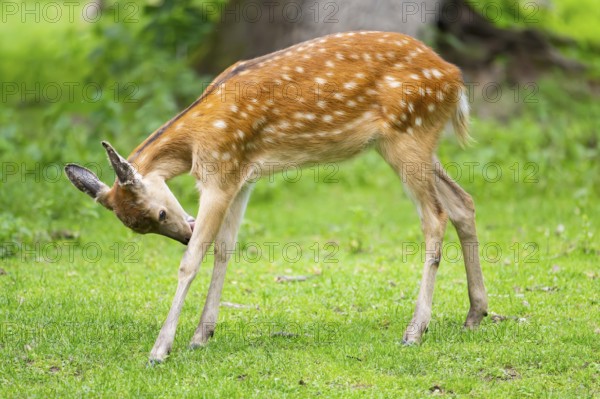 Sika deer (Cervus nippon) youngster standing on a meadow, Bavaria, Germany
