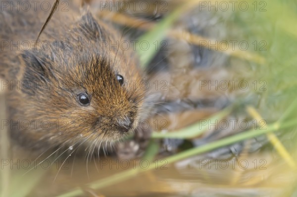 Water vole (Arvicola amphibius) adult rodent animal eating a reed stem in a pond in summer, RSPB
