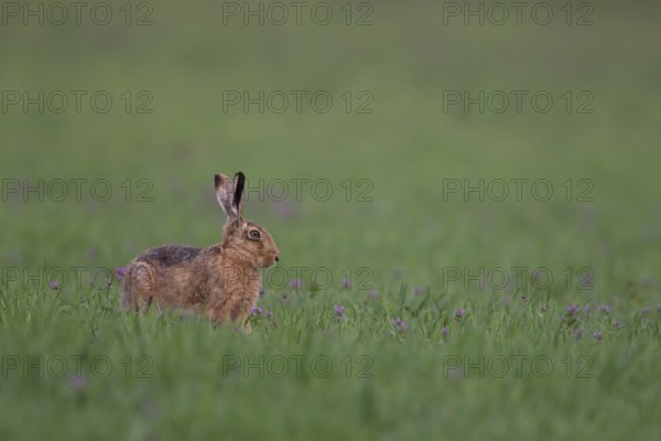 European brown hare (Lepus europaeus) adult animal in a farmland cereal field in spring, Suffolk,